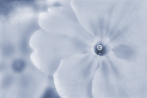 Primrose Cyanotype Picture Board by John Edwards