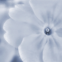 Buy canvas prints of Primrose Cyanotype by John Edwards