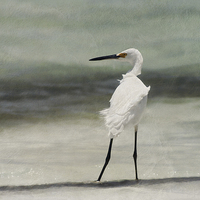 Buy canvas prints of Snowy Egret (Egretta thula) by John Edwards
