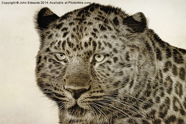 Amur Leopard Picture Board by John Edwards