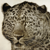 Buy canvas prints of Amur Leopard by John Edwards