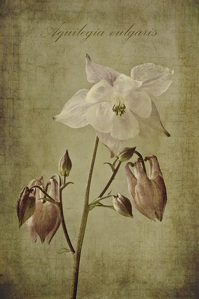 Aquilegia vulgaris with textures Picture Board by John Edwards