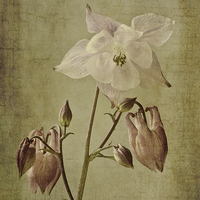 Buy canvas prints of Aquilegia vulgaris with textures by John Edwards