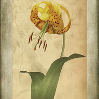 Buy canvas prints of Lily painting with textures by John Edwards