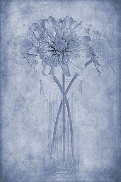 Chrysanthemum Cyanotype Picture Board by John Edwards