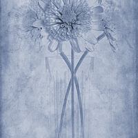 Buy canvas prints of Chrysanthemum Cyanotype by John Edwards
