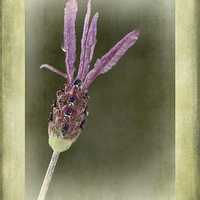 Buy canvas prints of French Lavender by John Edwards