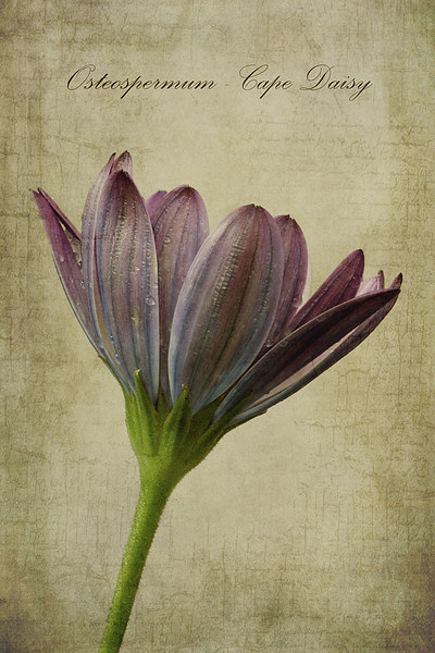 Osteospermum with textures Picture Board by John Edwards