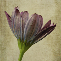 Buy canvas prints of Osteospermum with textures by John Edwards