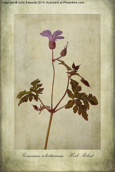 Geranium robertianum Picture Board by John Edwards