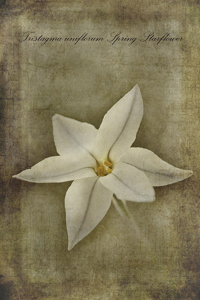 Spring Starflower Picture Board by John Edwards