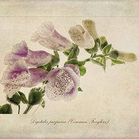 Buy canvas prints of Digitalis purpurea (Common Foxglove) by John Edwards