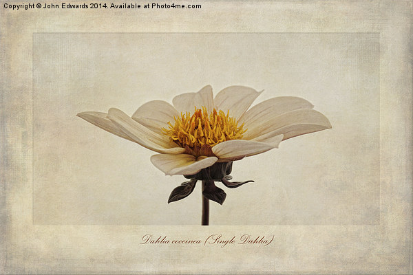 Dahlia coccinea (Single Dahlia) Picture Board by John Edwards
