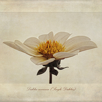 Buy canvas prints of Dahlia coccinea (Single Dahlia) by John Edwards