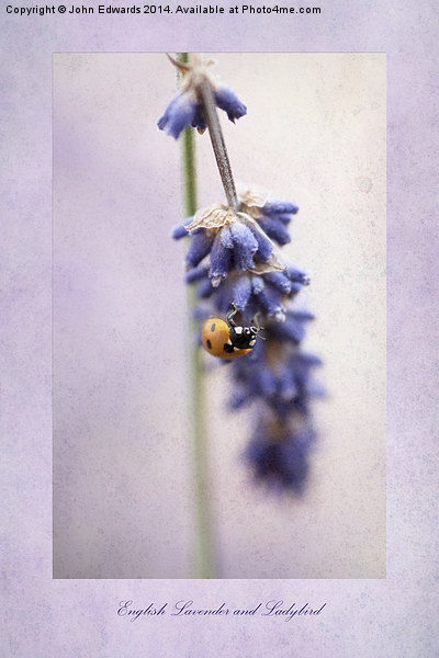 English Lavender and Ladybird Picture Board by John Edwards