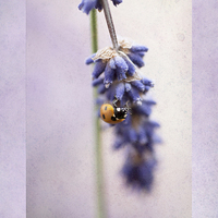Buy canvas prints of English Lavender and Ladybird by John Edwards