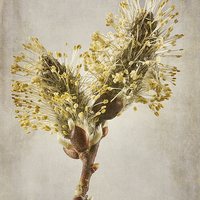 Buy canvas prints of Salix caprea Kilmarnock by John Edwards