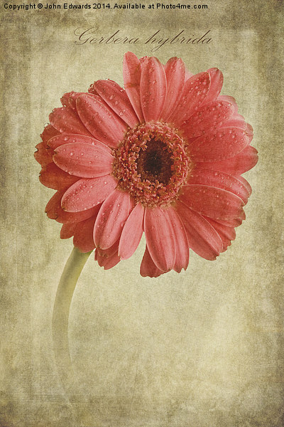 Gerbera hybrida with textures Picture Board by John Edwards