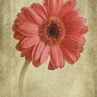 Buy canvas prints of Gerbera hybrida with textures by John Edwards