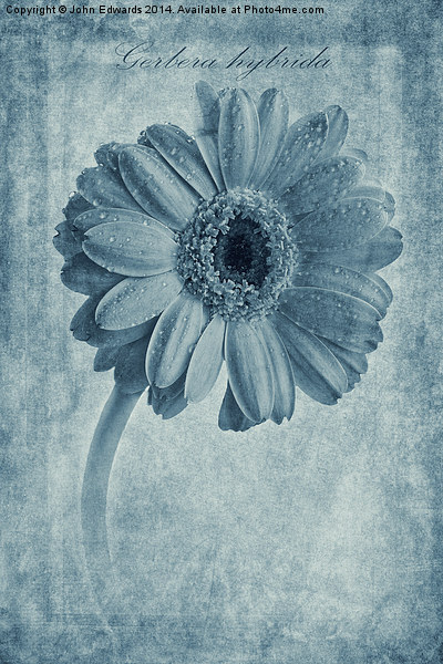Cyanotype Gerbera hybrida with textures Picture Board by John Edwards