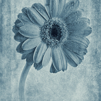 Buy canvas prints of Cyanotype Gerbera hybrida with textures by John Edwards