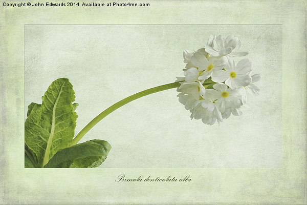 Primula denticulata alba (White Drumstick Primula) Picture Board by John Edwards