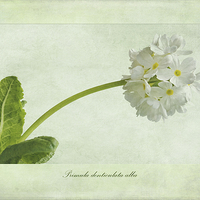Buy canvas prints of Primula denticulata alba (White Drumstick Primula) by John Edwards