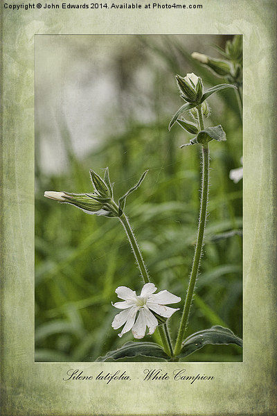 Silene latifolia Picture Board by John Edwards
