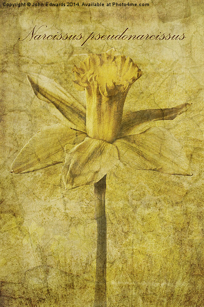Narcissus pseudonarcissus Picture Board by John Edwards