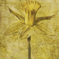 Buy canvas prints of Narcissus pseudonarcissus by John Edwards