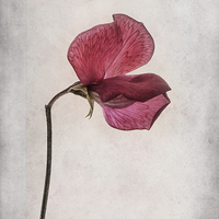 Buy canvas prints of Lathyrus odoratus - Sweet Pea by John Edwards