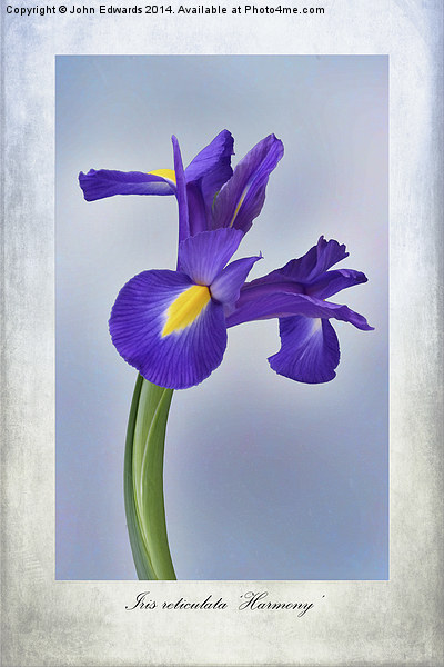 Iris reticulata Picture Board by John Edwards