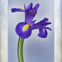 Buy canvas prints of Iris reticulata by John Edwards