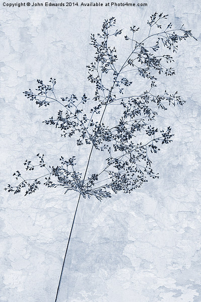 Pressed Grass Cyanotype Picture Board by John Edwards