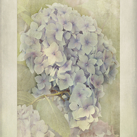 Buy canvas prints of Hydrangea macrophylla Blue Bonnet by John Edwards