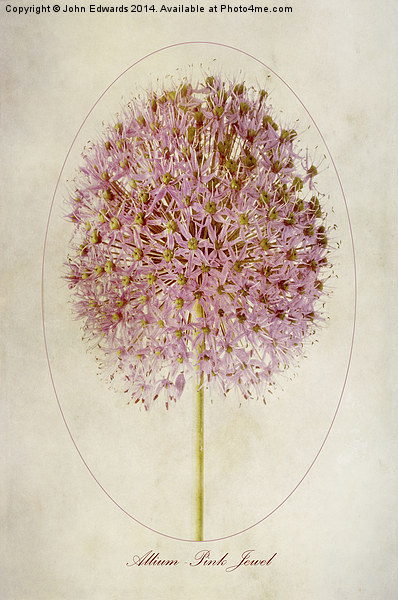 Allium Pink Jewel Picture Board by John Edwards