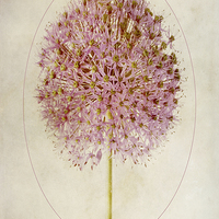 Buy canvas prints of Allium Pink Jewel by John Edwards