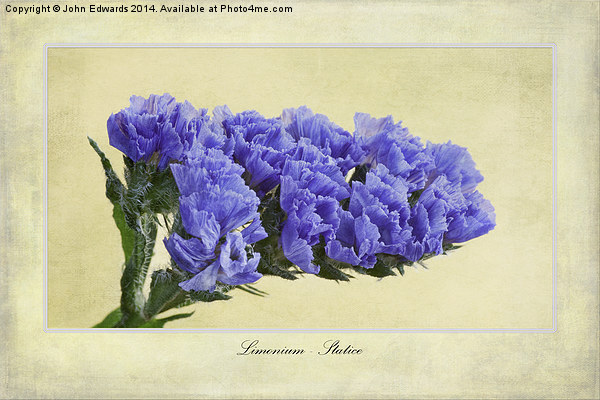 Limonium Picture Board by John Edwards