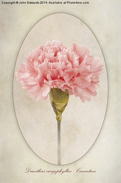 Dianthus caryophyllus - Carnation Picture Board by John Edwards