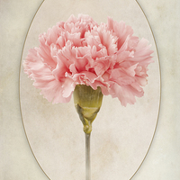 Buy canvas prints of Dianthus caryophyllus - Carnation by John Edwards
