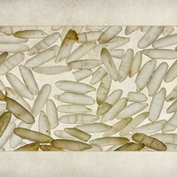 Buy canvas prints of Textured Rice Grains by John Edwards