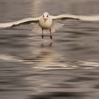 Buy canvas prints of Black-headed gull in winter plumage by John Edwards