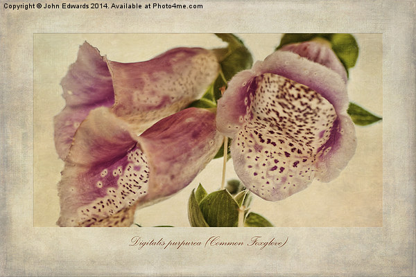 Foxglove Textures Picture Board by John Edwards