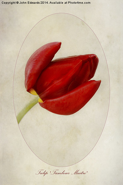 Tulip Tambour Maitre Picture Board by John Edwards