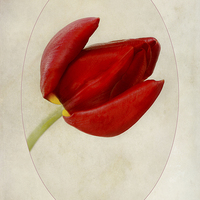 Buy canvas prints of Tulip Tambour Maitre by John Edwards