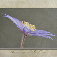 Buy canvas prints of Anemone blanda Blue Shades by John Edwards