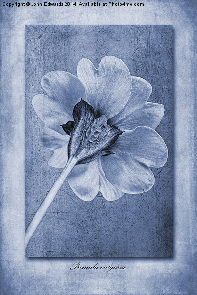 Primula vulgaris cyanotype Picture Board by John Edwards