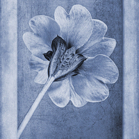 Buy canvas prints of Primula vulgaris cyanotype by John Edwards