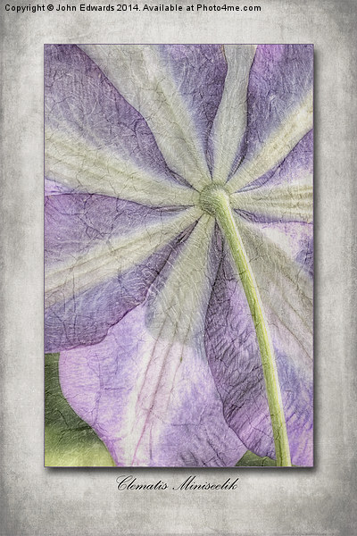 Clematis Miniseelik Picture Board by John Edwards