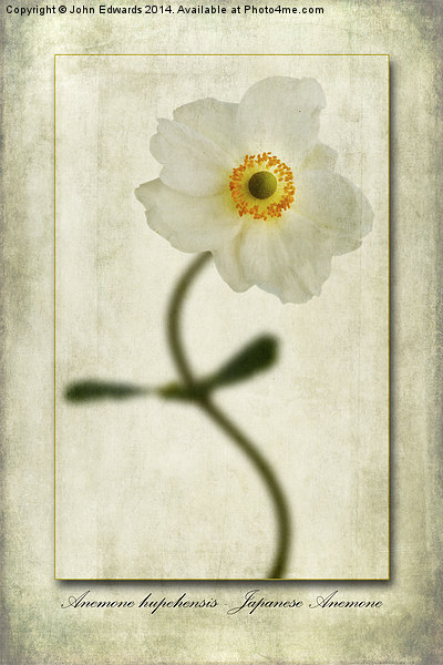 Japanese Anemone Picture Board by John Edwards